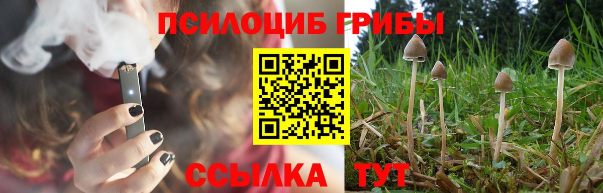 Псилоцибиновые грибы Psilocybe Славгород